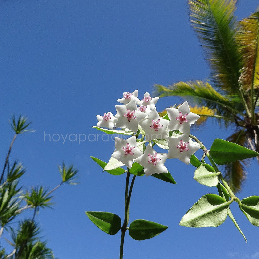 Les Hoyas et la luminosité, toute une histoire !