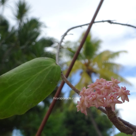 Fleur hoya fitchii hoyaparadis.com Guadeloupe