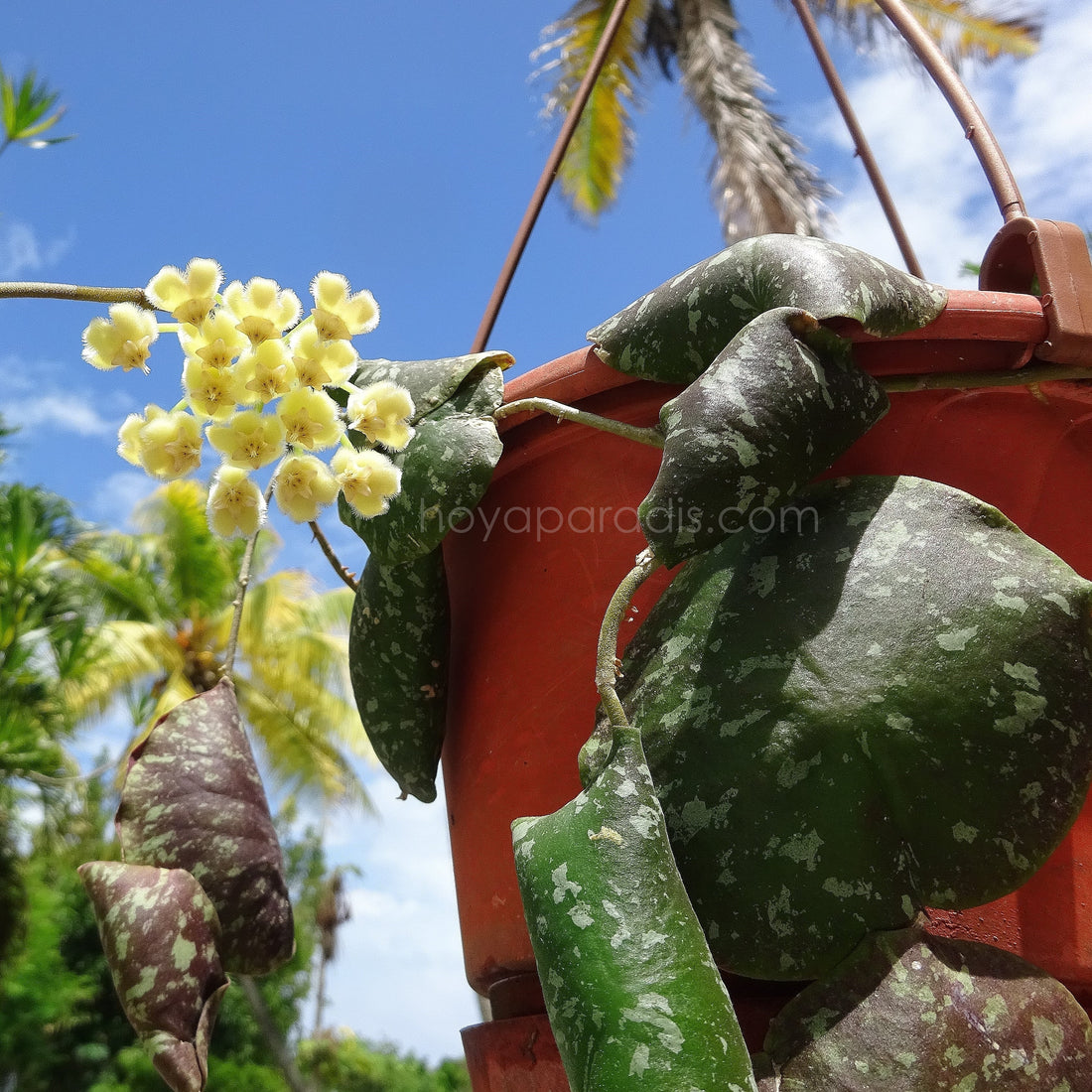 Blog hoya imbricata hoyaparadis.com Guadeloupe