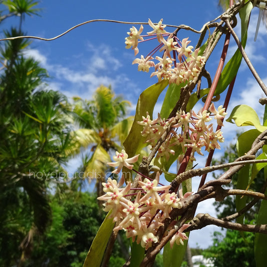 Blog hoya uncinata hoyaparadis.com Guadeloupe