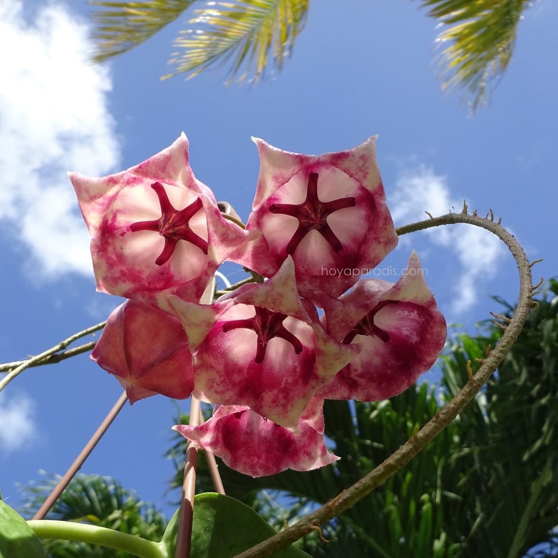Température idéale pour les plantes Hoya