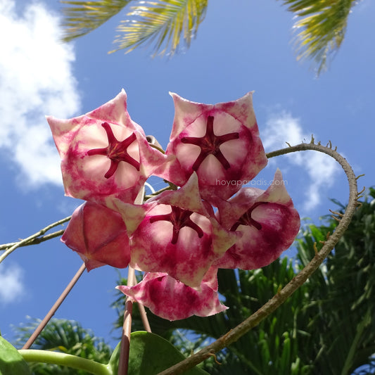 Température idéale pour les plantes Hoya
