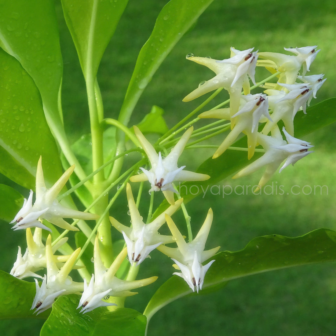 L’arrosage des Hoyas : comprendre leurs besoins pour mieux les cultiver