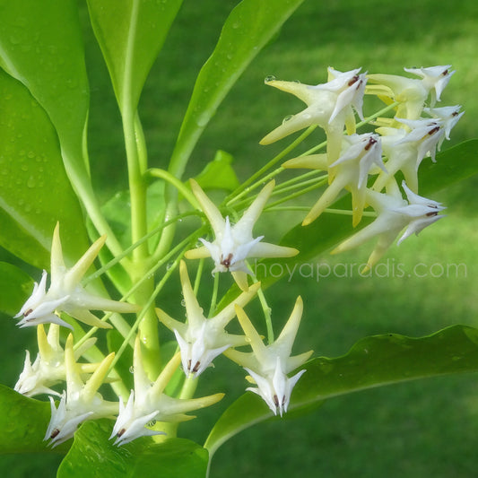 L’arrosage des Hoyas : comprendre leurs besoins pour mieux les cultiver