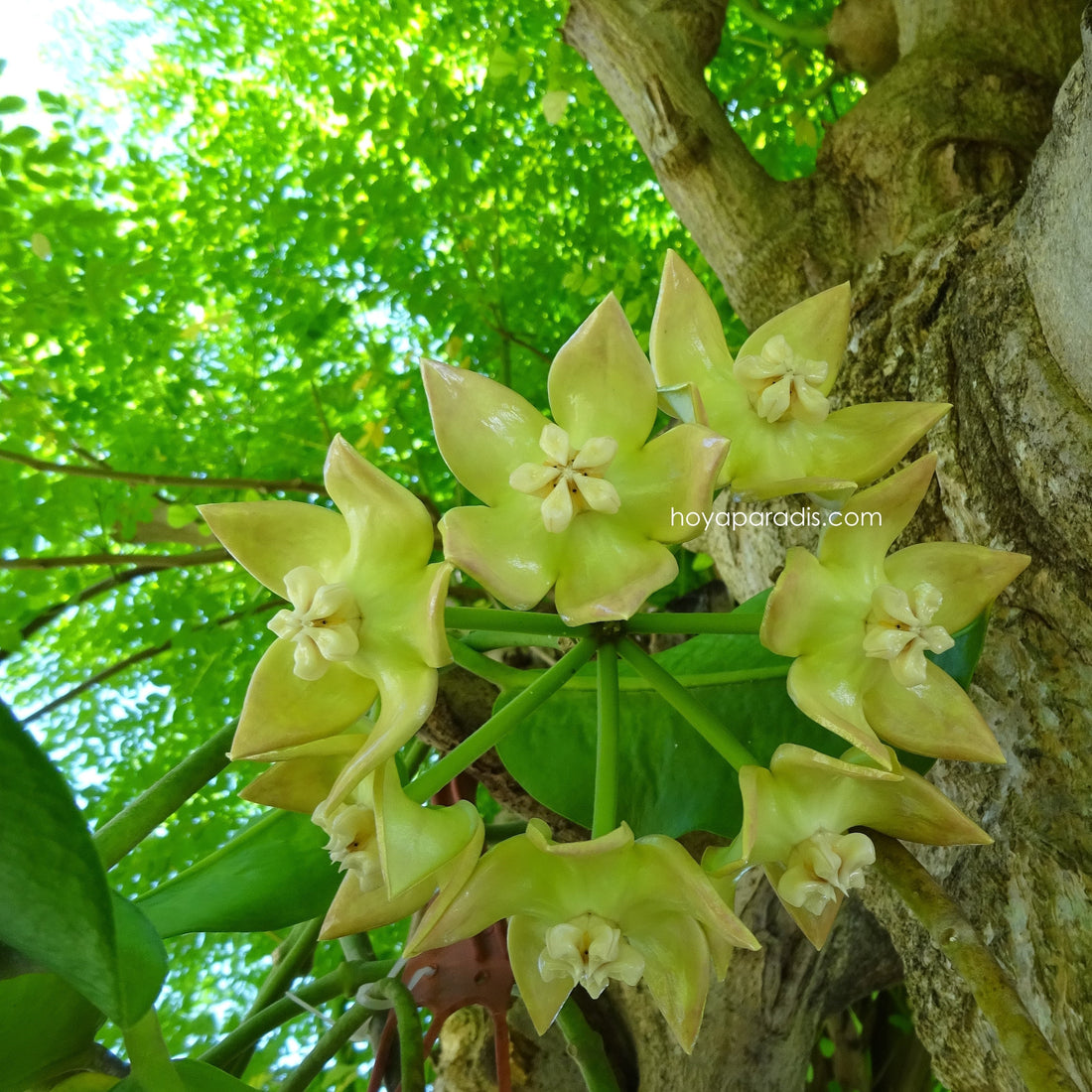 Fleur hoya imperialis palawan hoyaparadis.com Guadeloupe