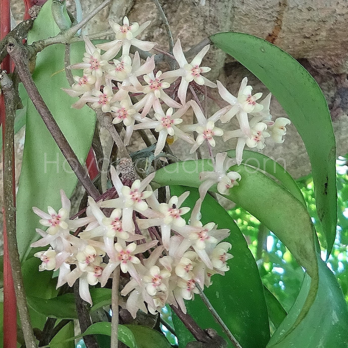 Fleur Hoya uncinata (rare) hoyaparadis.com Guadeloupe