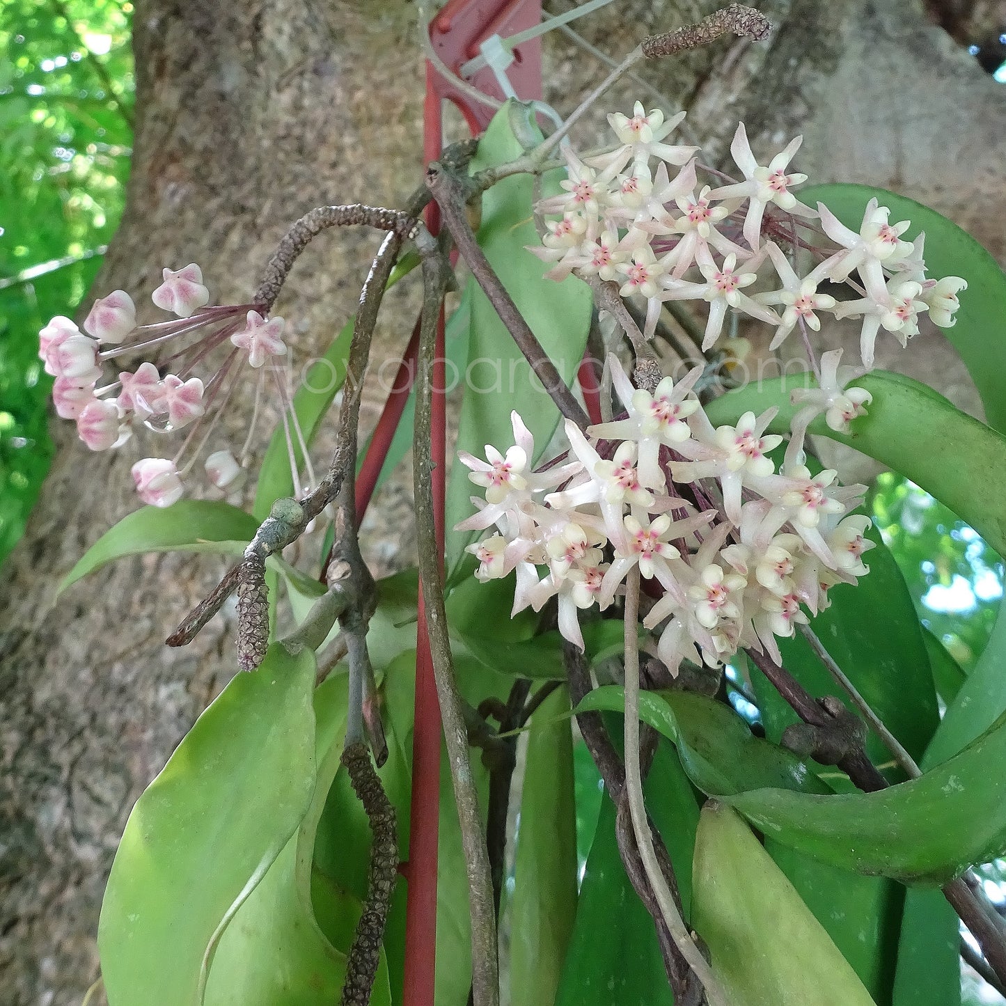 Fleur Hoya uncinata (rare) hoyaparadis.com Guadeloupe