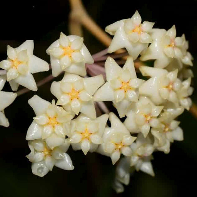 Fleur Hoya acuta yellow variegata hoyaparadis.com Guadeloupe