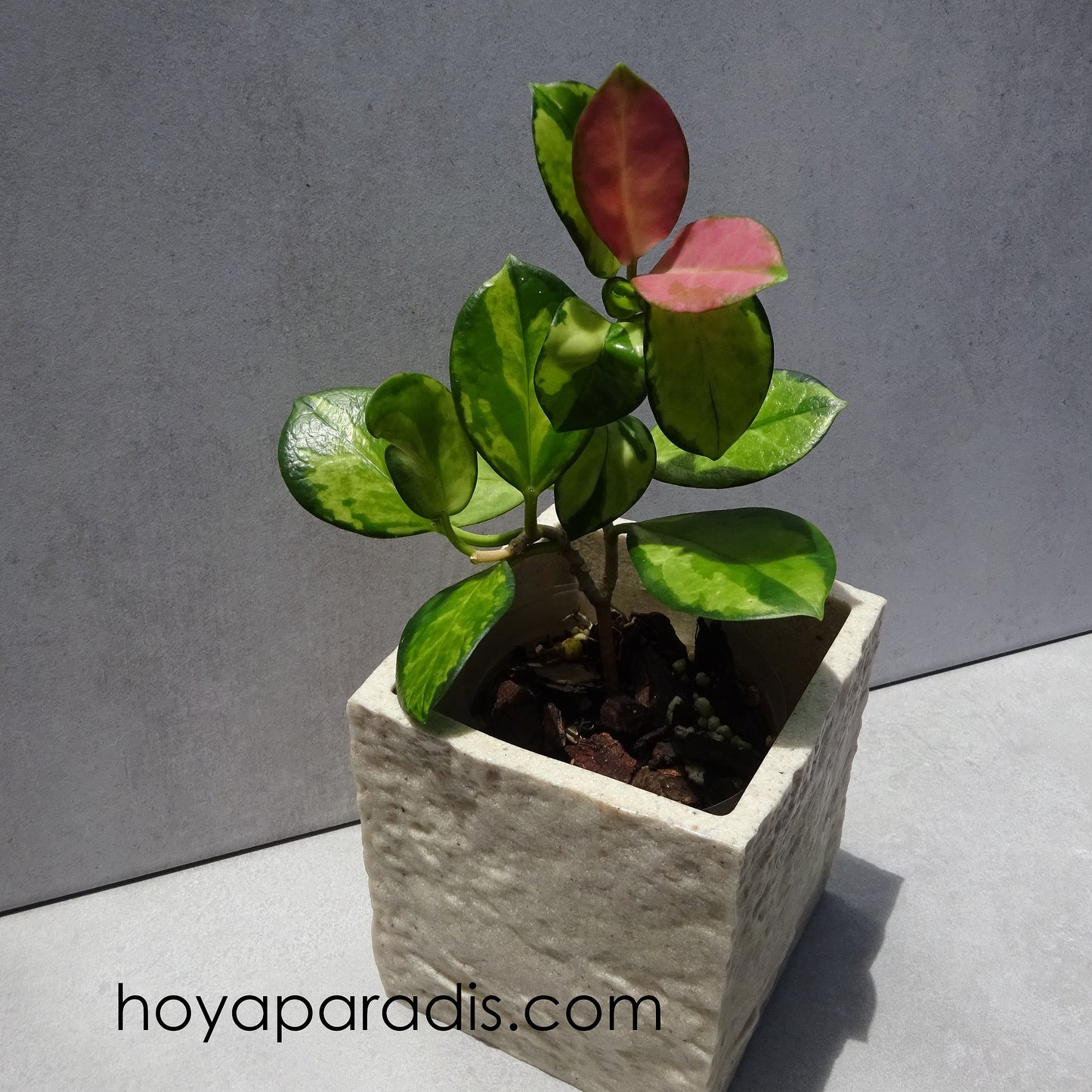 Bouture Hoya australis Lisa hoyaparadis.com Guadeloupe