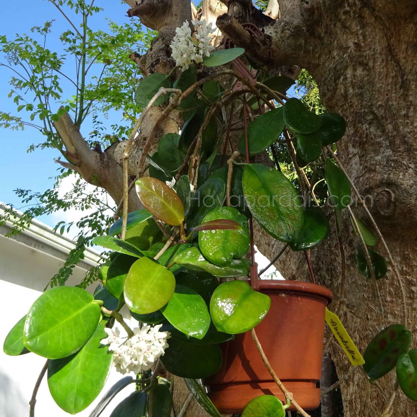 Hoya australis au feuillage luxuriant, plante tropicale exotique proposée par Hoya Paradis en Guadeloupe