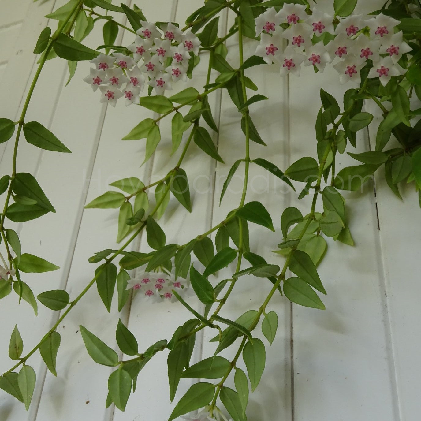 Plante Hoya bella Hoyaparadis.com Guadeloupe