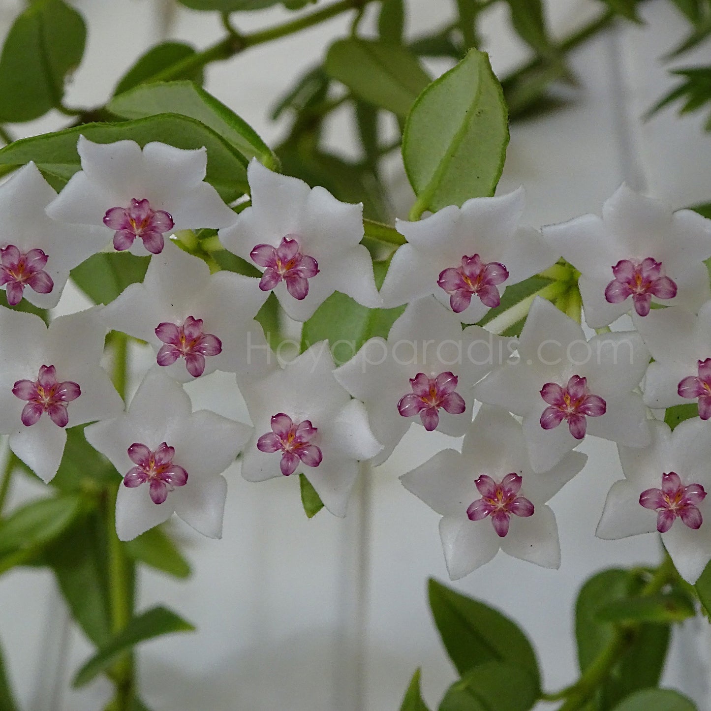 Fleur Hoya bella Hoyaparadis.com Guadeloupe