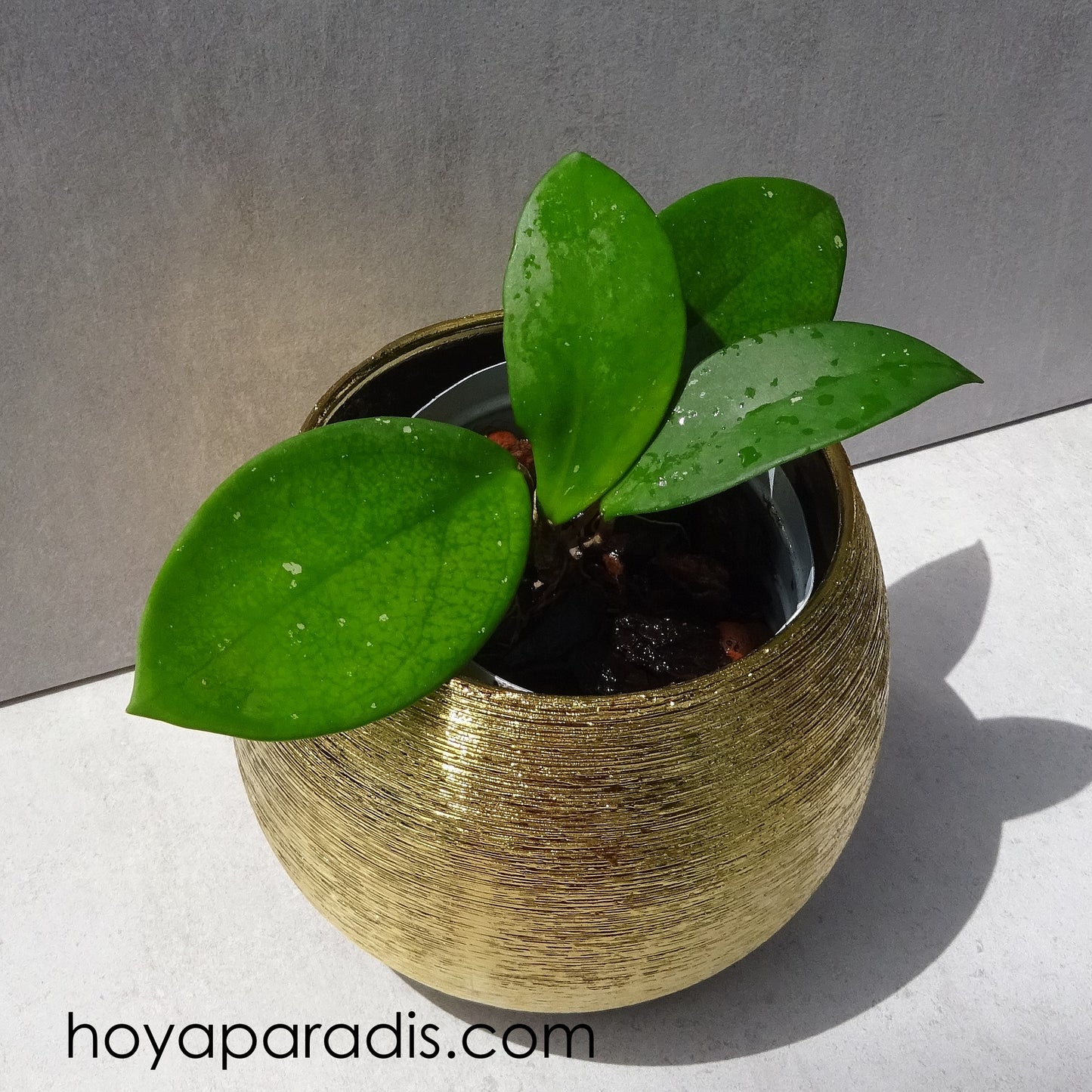 outure Hoya carnosa red hoyaparadis.com Guadeloupe