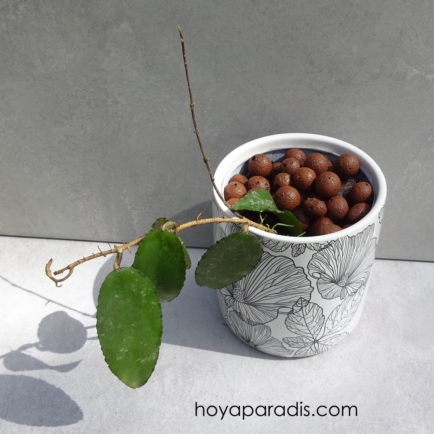 Bouture de Hoya caudata Sumatra hoyaparadis.com Guadeloupe
