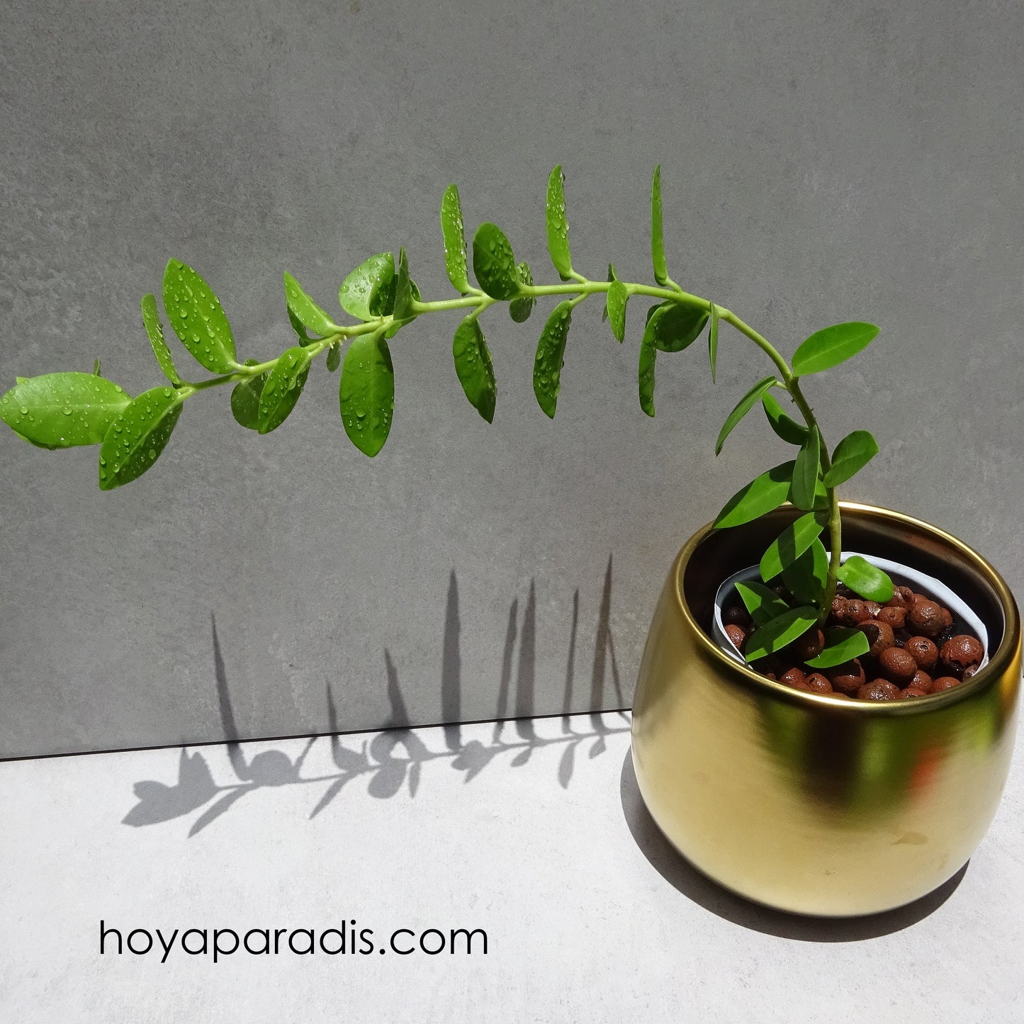 Bouture Hoya cumingiana hoyaparadis.com Guadeloupe