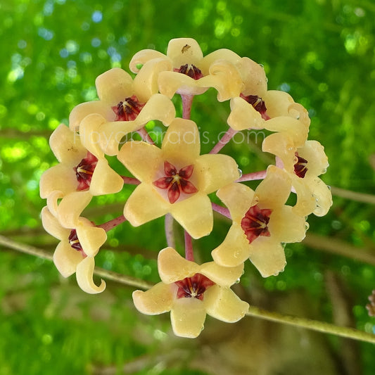 Fleur Hoya cutis-porcelana (difficile à trouver) hoyaparadis.com Guadeloupe