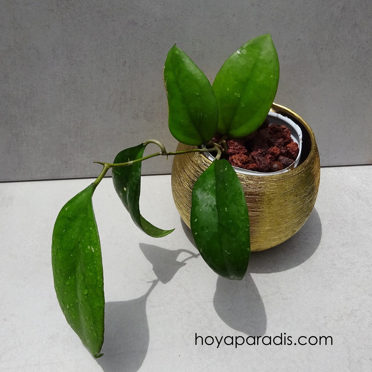 Bouture Hoya cv Joy hoyaparadis.com en Guadeloupe