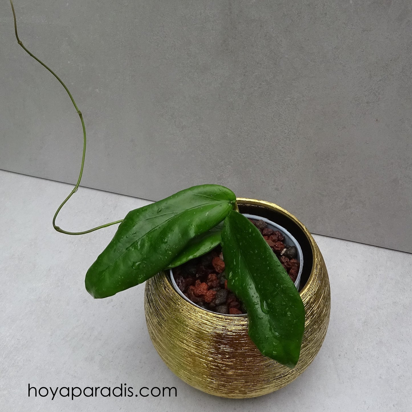 Bouture Hoya erythrina Bacho ou Bajo hoyaparadis.com Guadeloupe