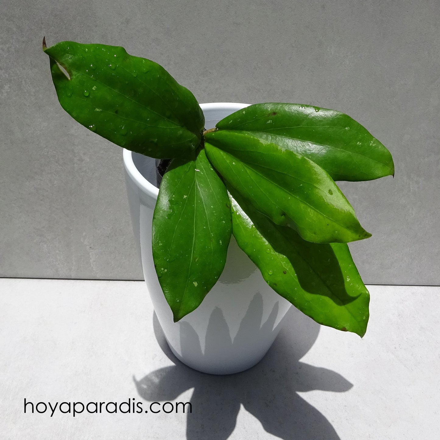Bouture Hoya erythrina Bacho ou Bajo hoyaparadis.com Guadeloupe