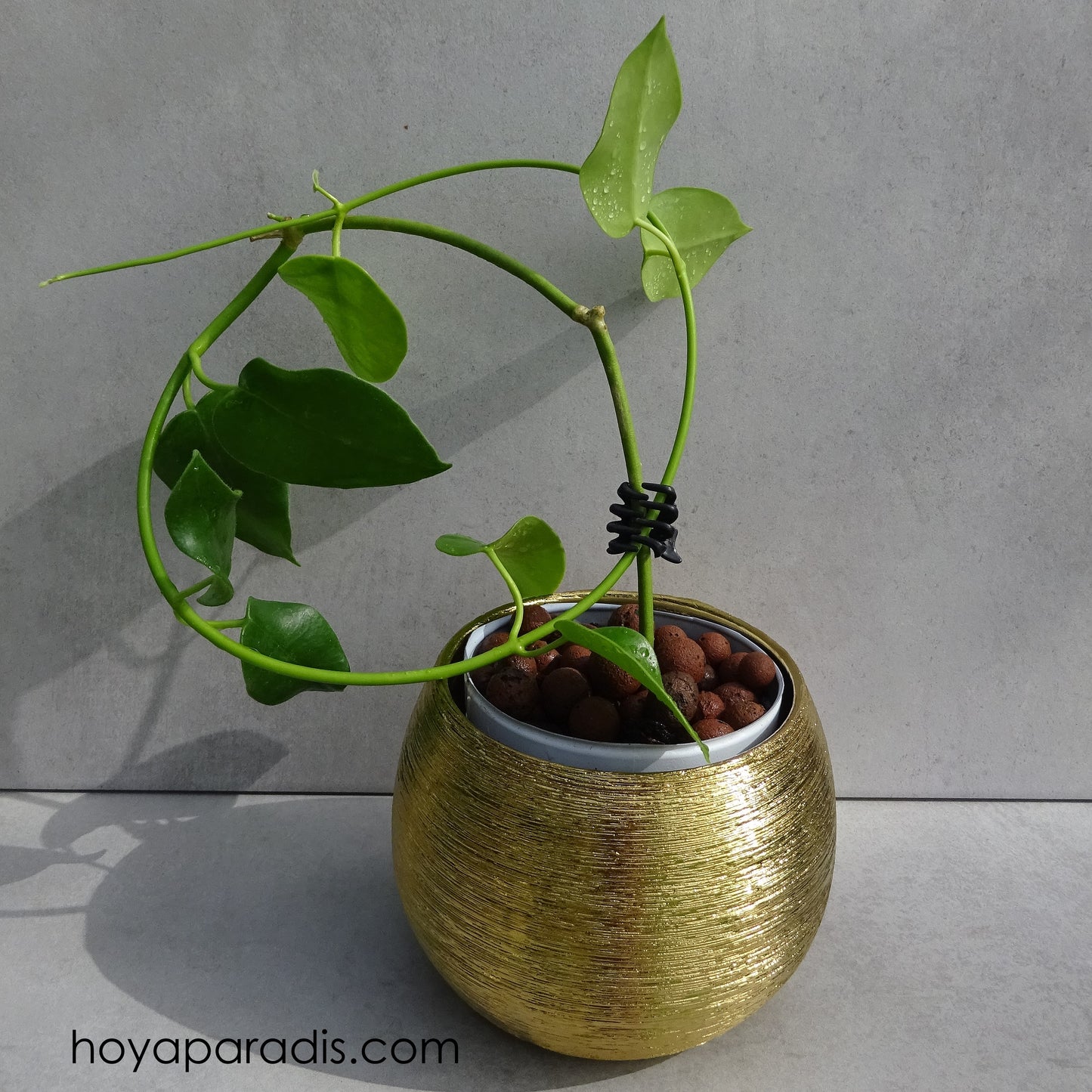 Bouture Hoya Eriostemma sp Gold Star par Hoya Paradis en Guadeloupe