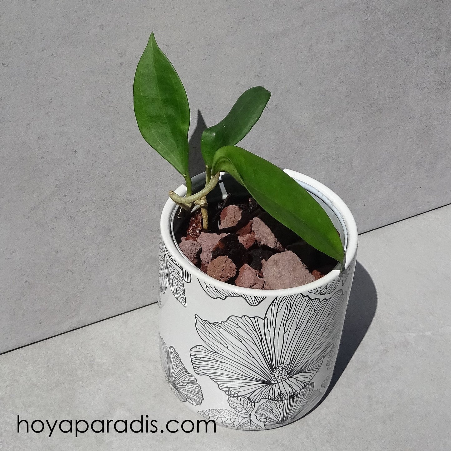 Bouture de Hoya hanhiae yellow, plante tropicale exotique proposée par Hoya Paradis en Guadeloupe