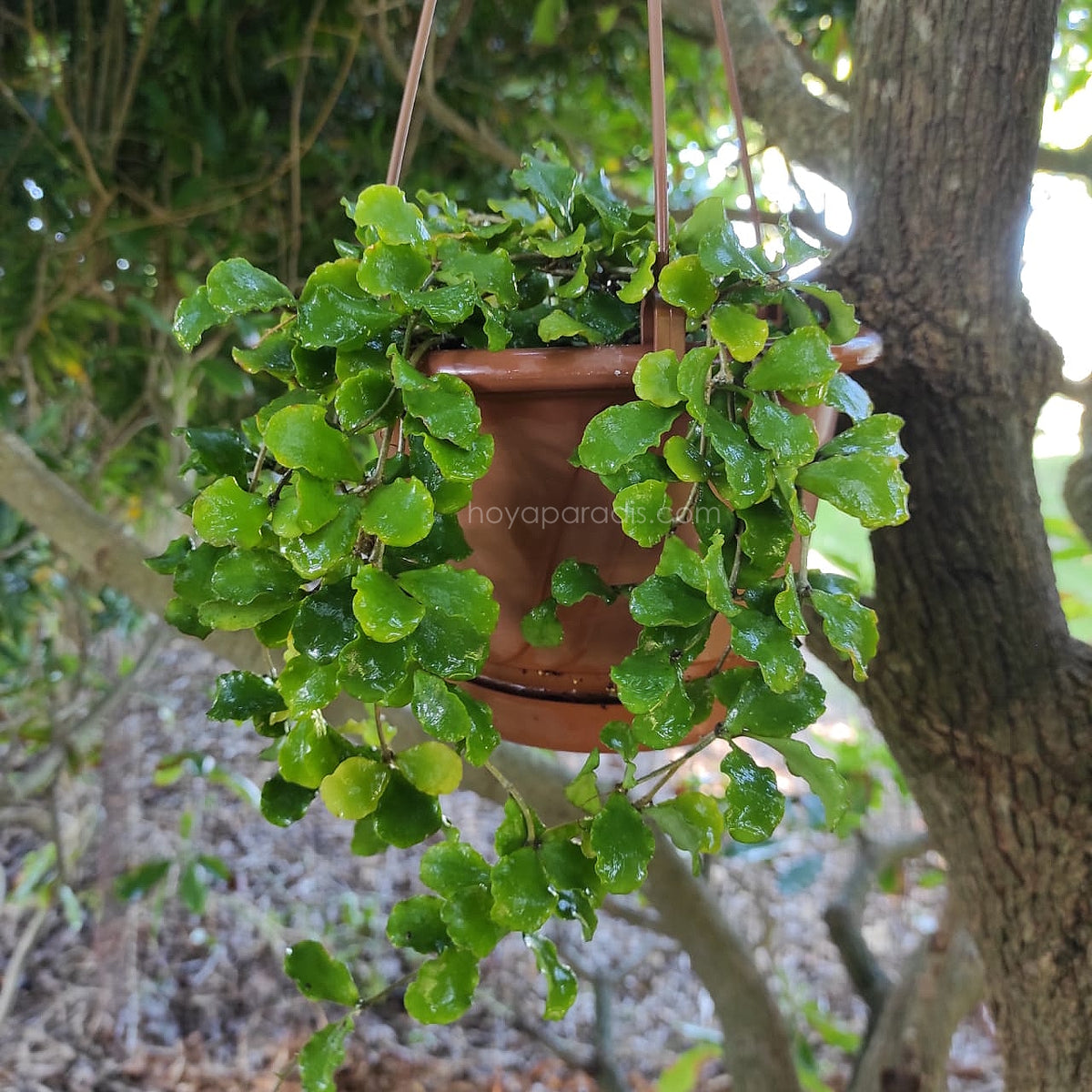 Plante Hoya kanyakumariana – Hoya Paradis en Guadeloupe
