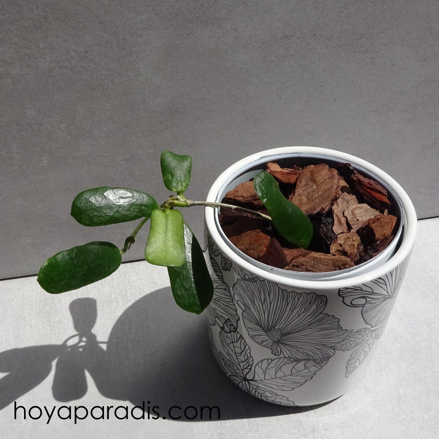Bouture Hoya rotundiflora – Hoya Paradis en Guadeloupe