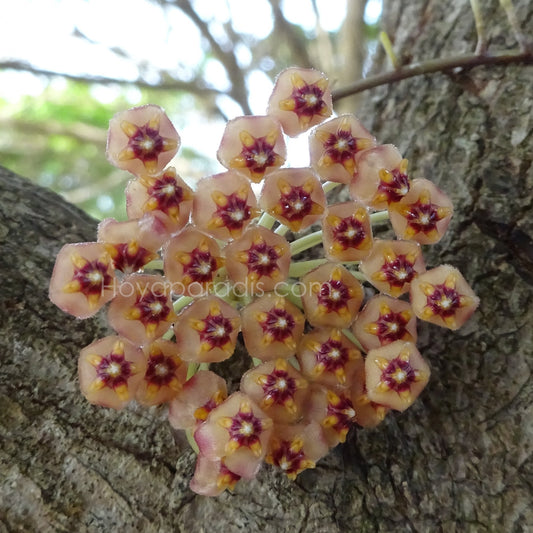Fleur Hoya sp Ambon – Hoya Paradis en Guadeloupe