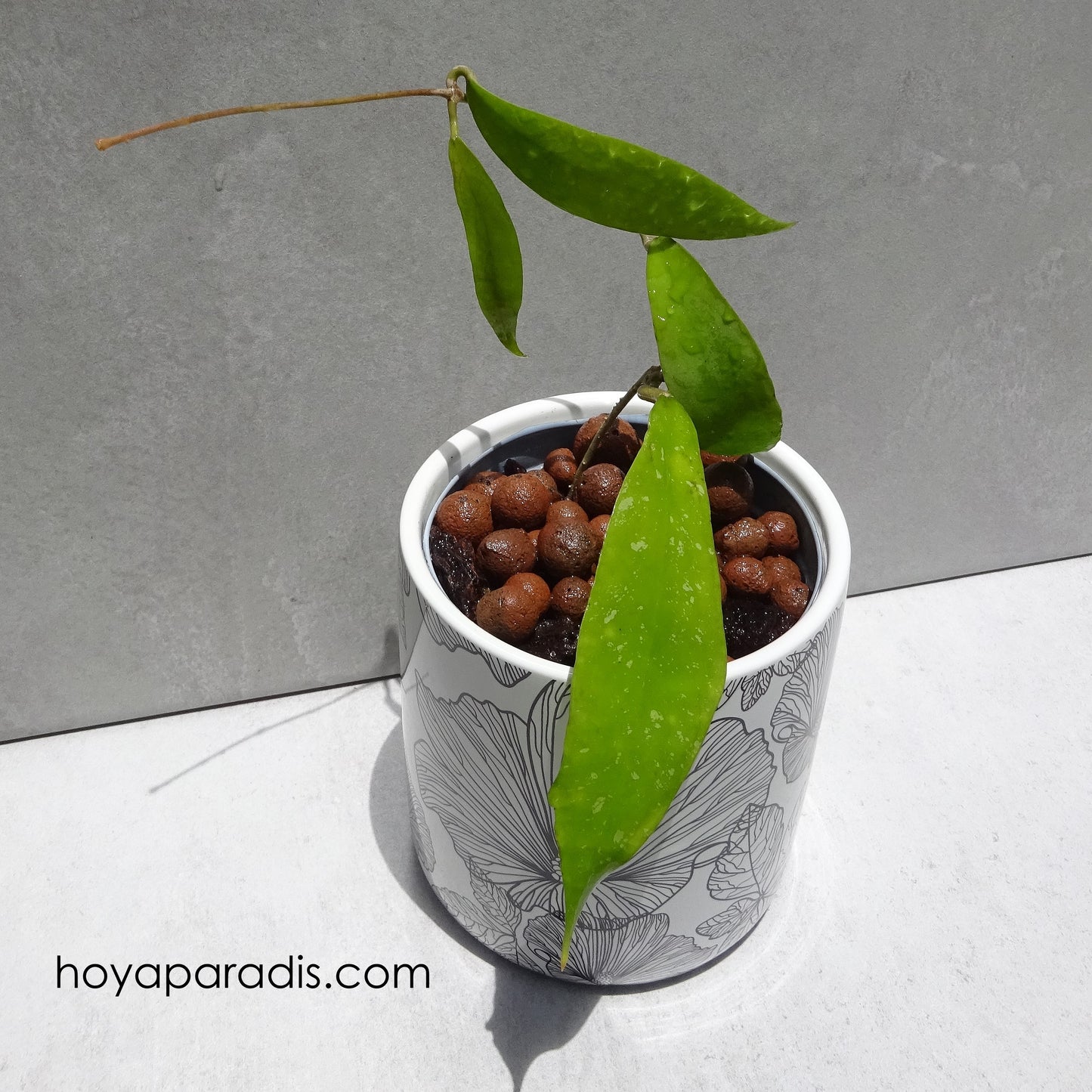 Hoya uncinata (rare) hoyaparadis.com Guadeloupe