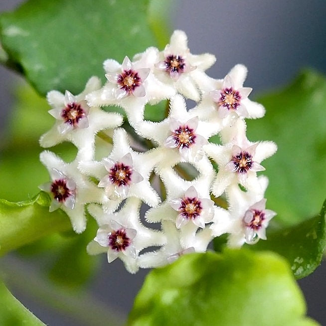 Fleur Hoya kanyakumariana hoyaparadis.com Guadeloupe
