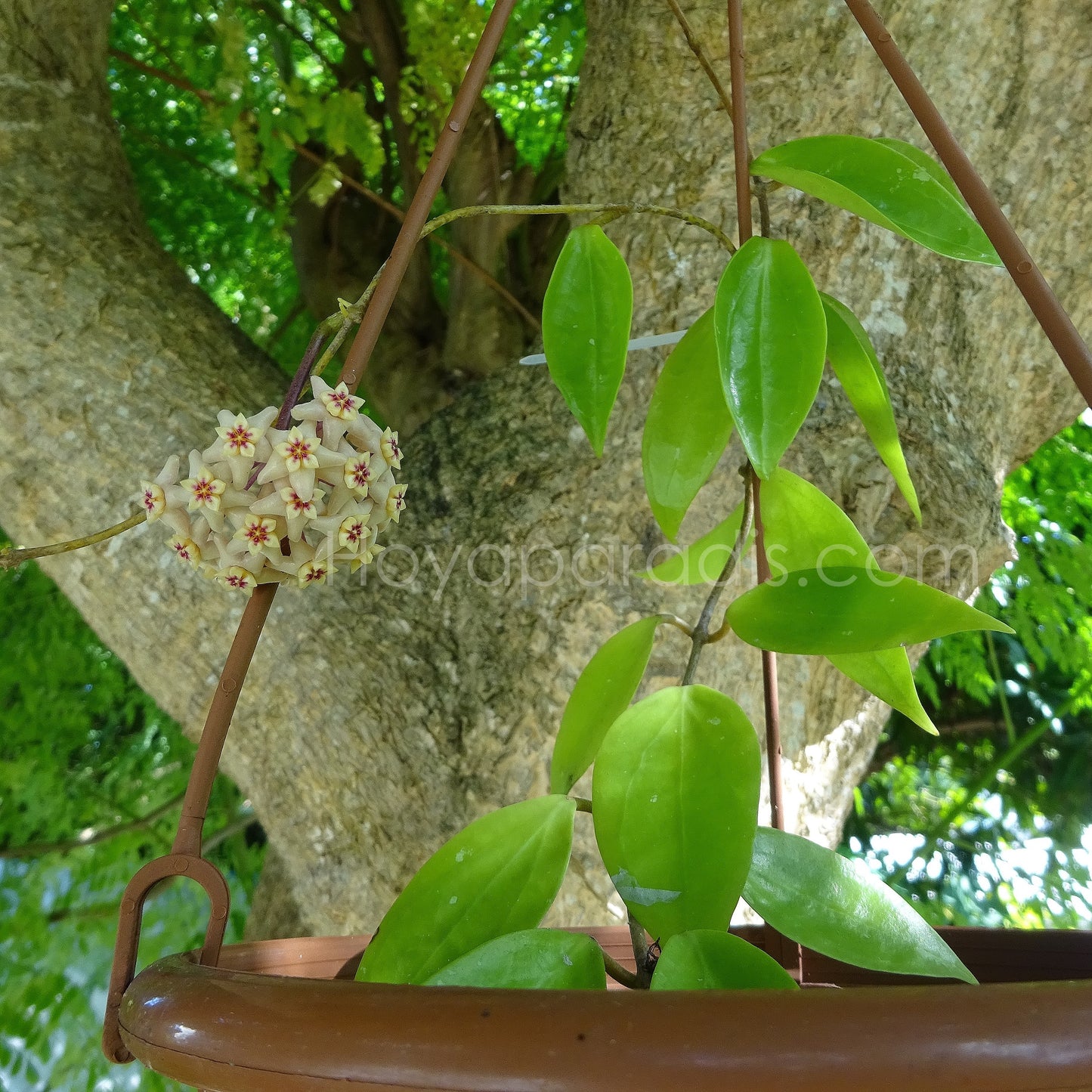Plante Hoya limoniaca Hoyaparadis.com Guadeloupe