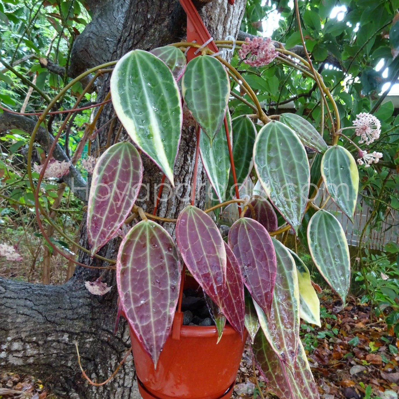 Hoya macrophylla variegata au feuillage décoratif, plante tropicale exotique proposée par Hoya Paradis en Guadeloupe