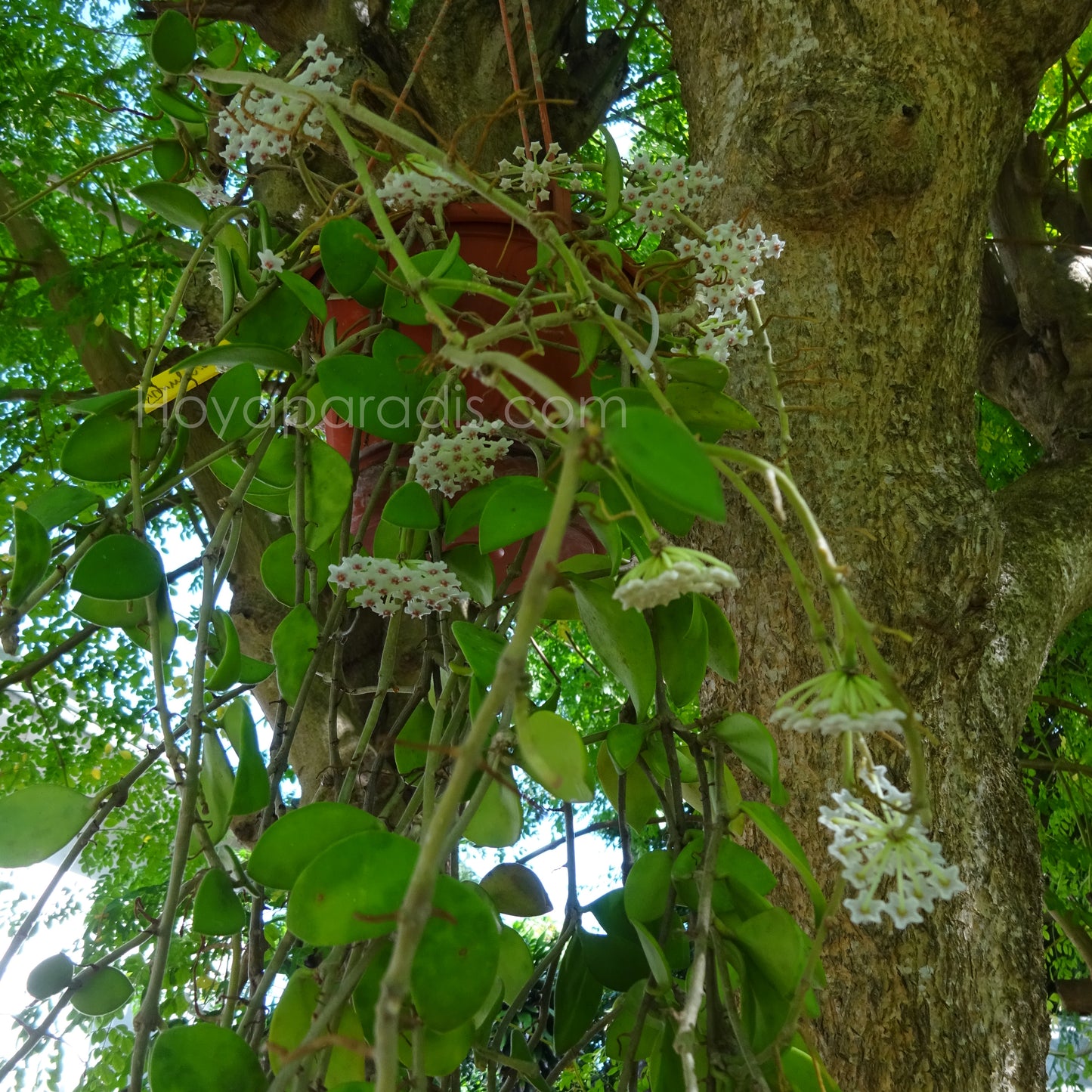 Hoya nummularioides pink corona au feuillage luxuriant, plante tropicale exotique proposée par Hoya Paradis en Guadeloupe