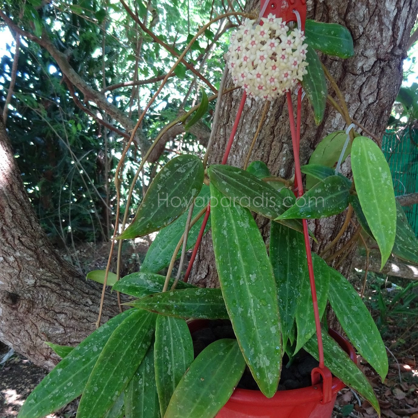 Hoya sp Loei ou hoya sp Malaisie au feuillage luxuriant, plante tropicale exotique proposée par Hoya Paradis en Guadeloupe