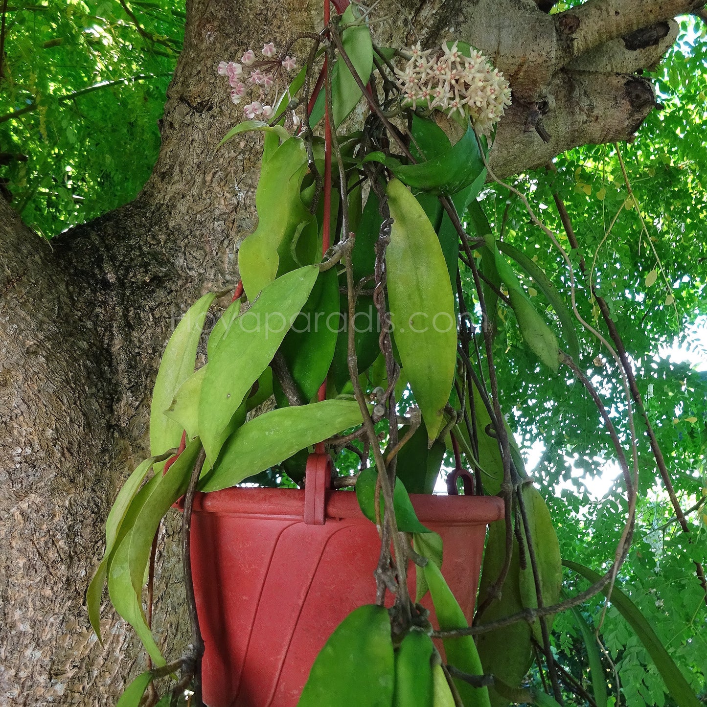 Plante Hoya uncinata (rare) hoyaparadis.com Guadeloupe
