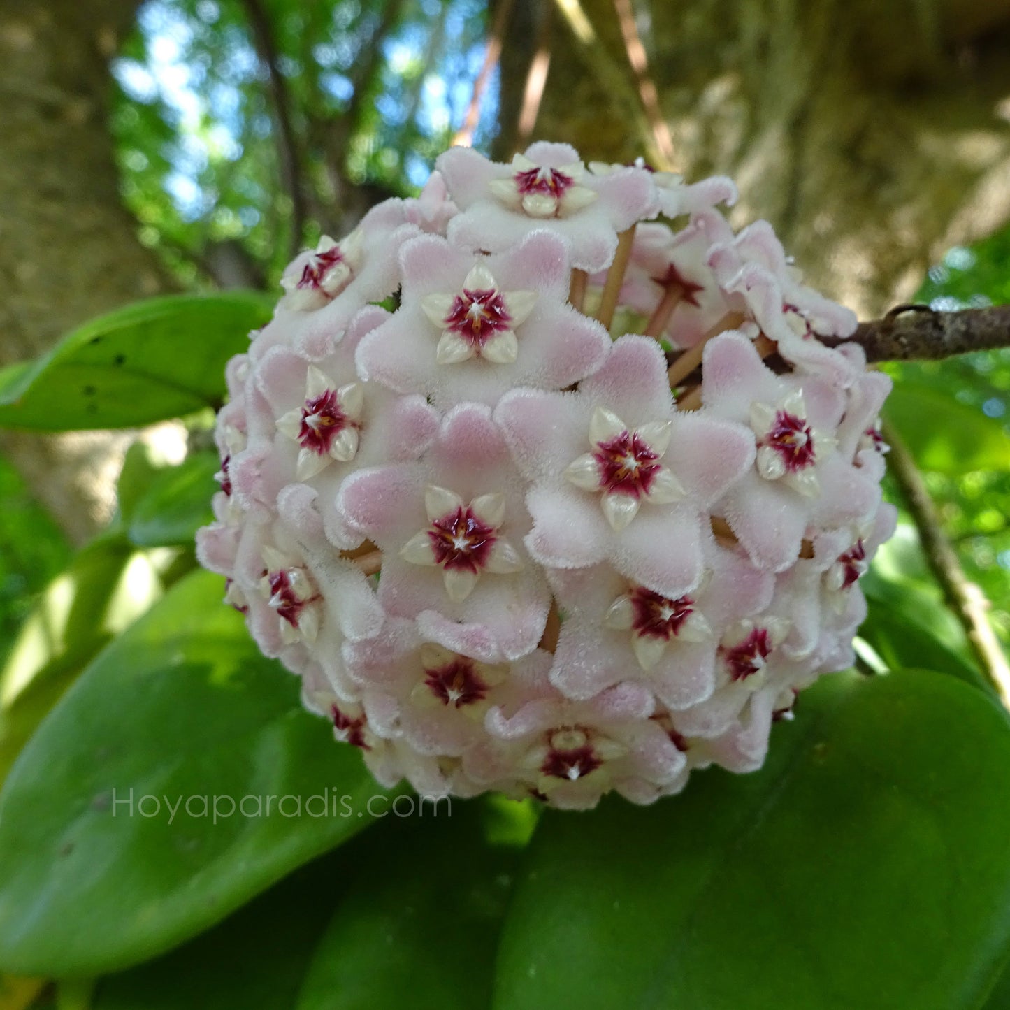 Fleur hoya carnosa krinkle 8 Hoyaparadis.com Guadeloupe