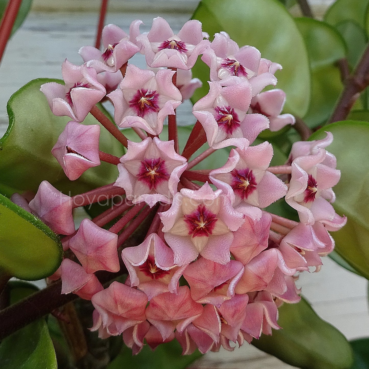 Fleur hoya carnosa krinkle 8 Hoyaparadis.com Guadeloupe