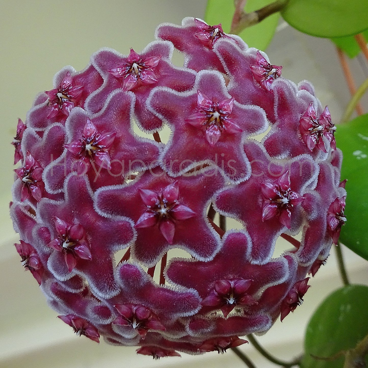 Fleur Hoya carnosa red Hoyaparadis.com Guadeloupe