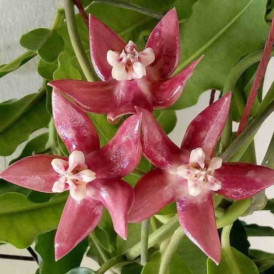 Fleur Hoya imperialis cv Step In Lodge hoyaparadis.com Guadeloupe