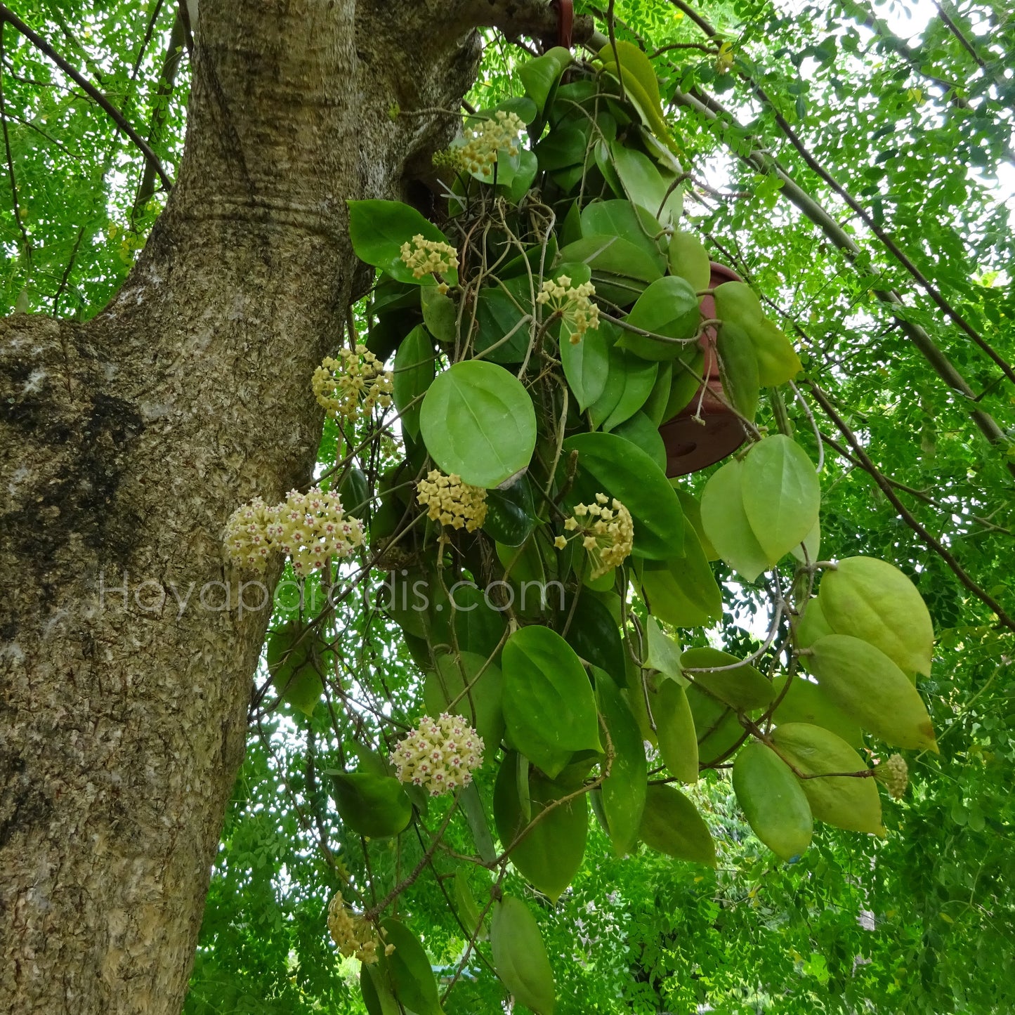 Hoya sp BP 01 au feuillage luxuriant, plante tropicale exotique proposée par Hoya Paradis en Guadeloupe