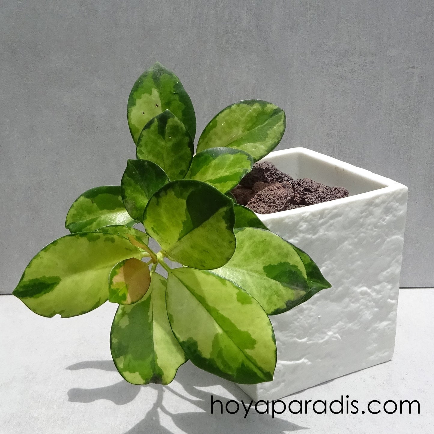 Bouture Hoya australis Lisa hoyaparadis.com Guadeloupe