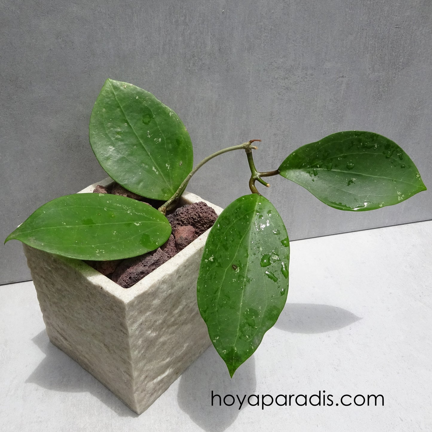 Bouture Hoya sp BP 01 – Hoya Paradis en Guadeloupe