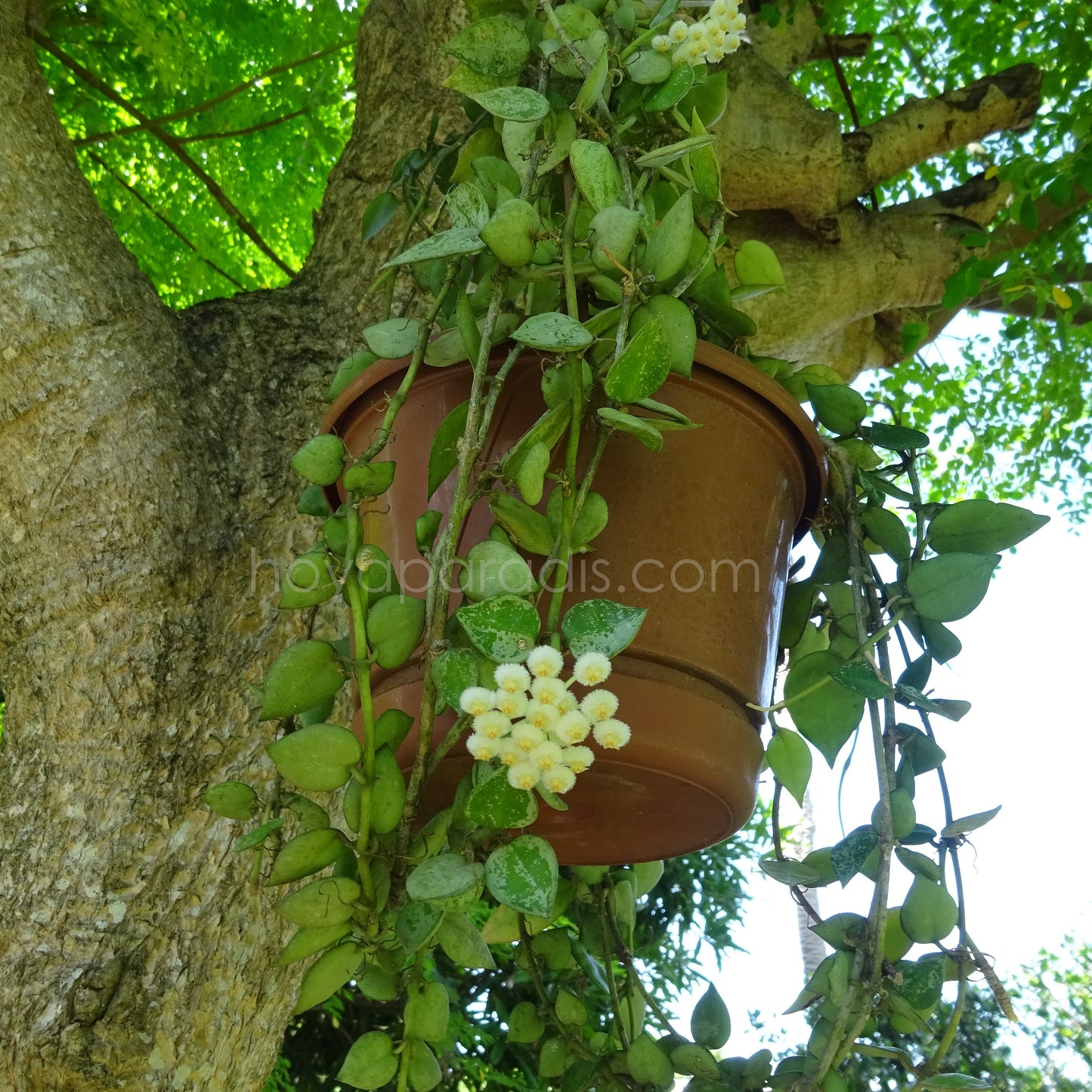 Hoya krohniana Eskimo au feuillage luxuriant, plante tropicale exotique proposée par Hoya Paradis en Guadeloupe