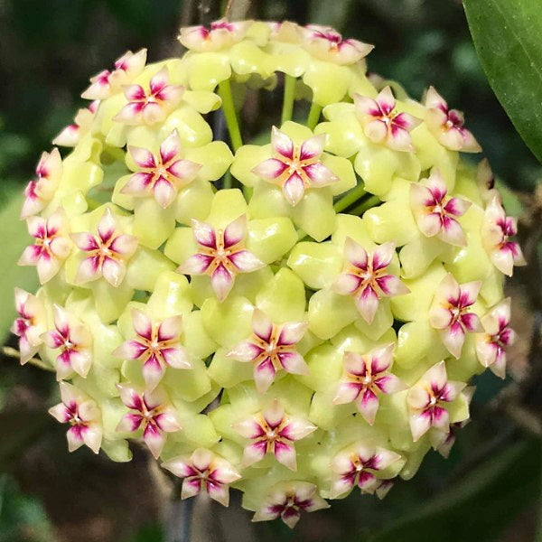 Fleur Hoya sp UT 033 – Hoya Paradis en Guadeloupe