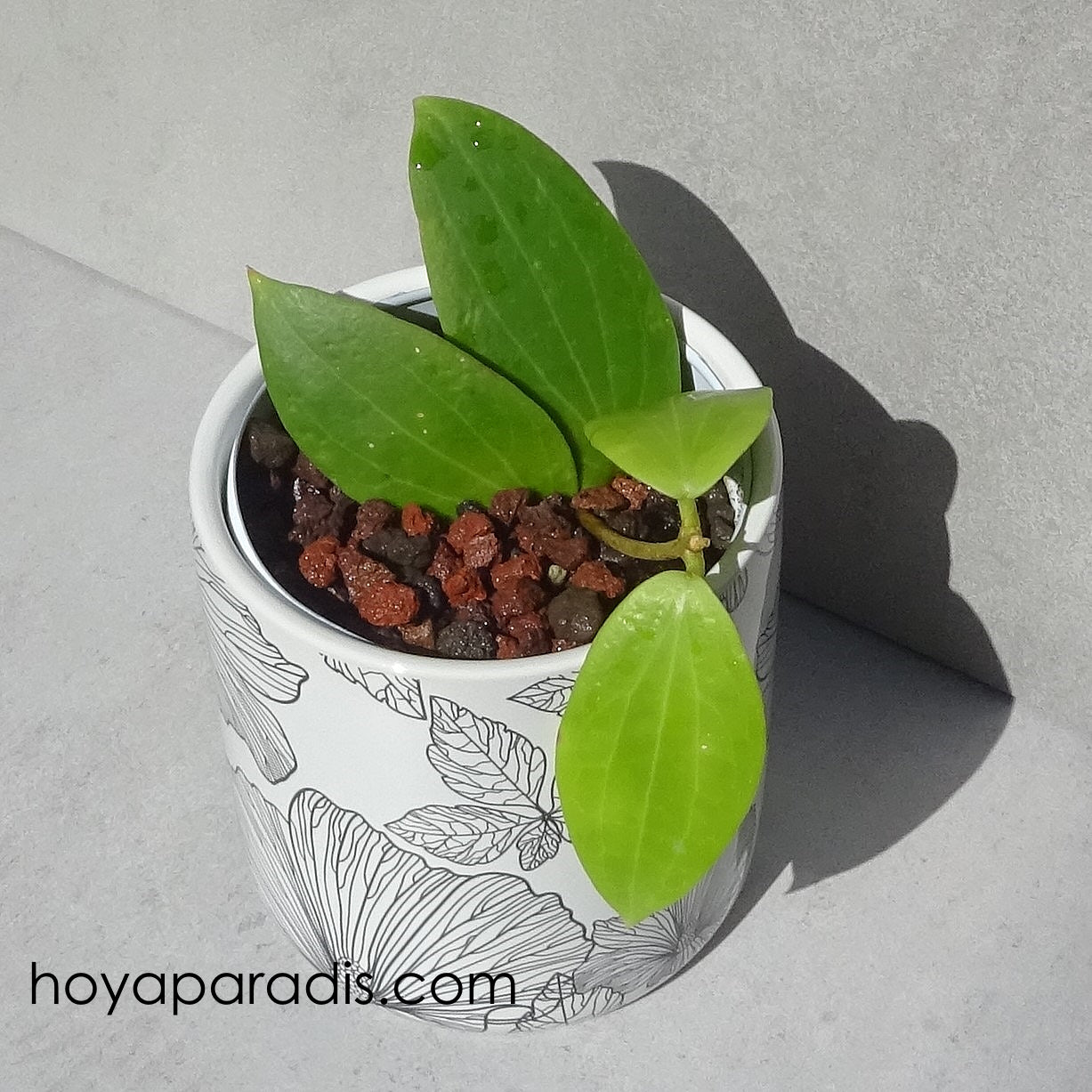 Bouture Hoya aldrichii ou IML 1418 hoyaparadis.com Guadeloupe