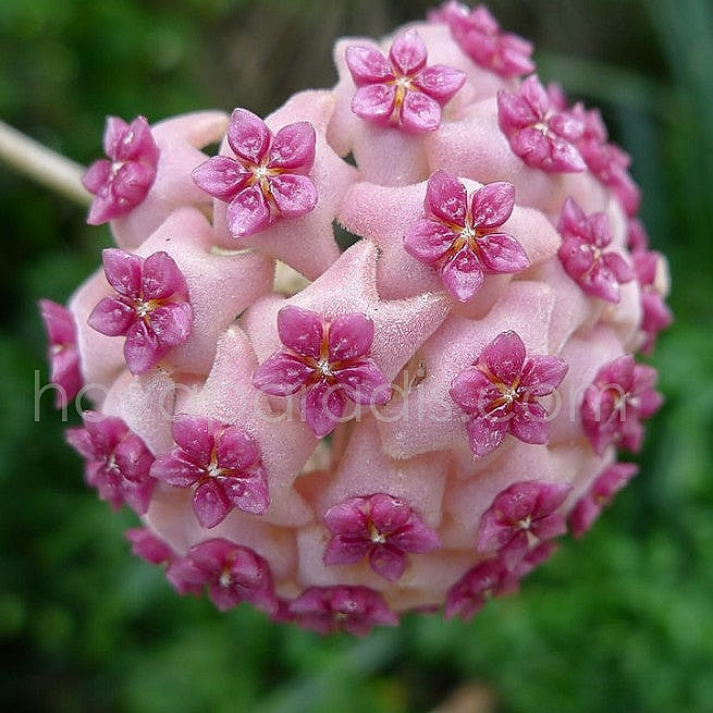 Fleur Hoya aldrichii ou IML 1418 hoyaparadis.com Guadeloupe