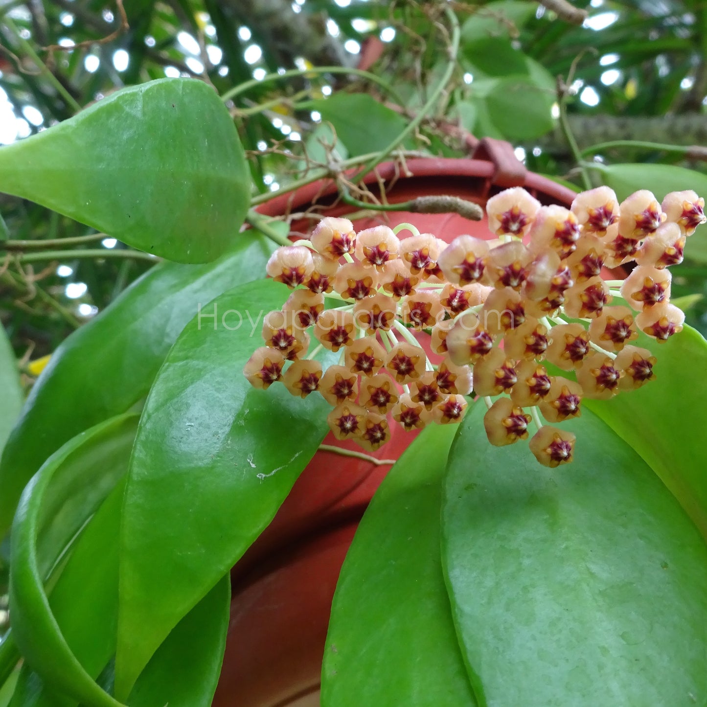 Fleur Hoya sp Ambon Hoyaparadis.com Guadeloupe