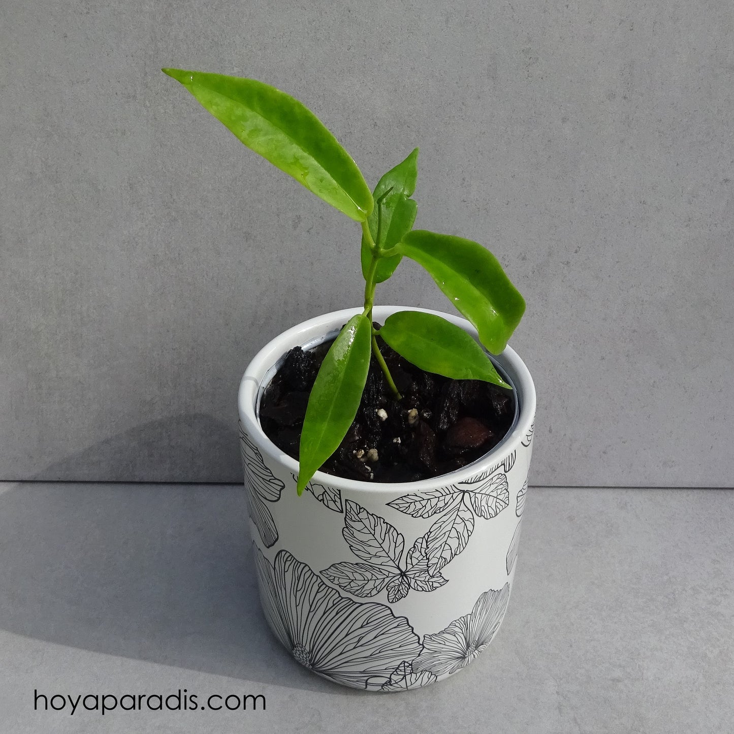 Bouture Hoya archboldiana white hoyaparadis.com Guadeloupe