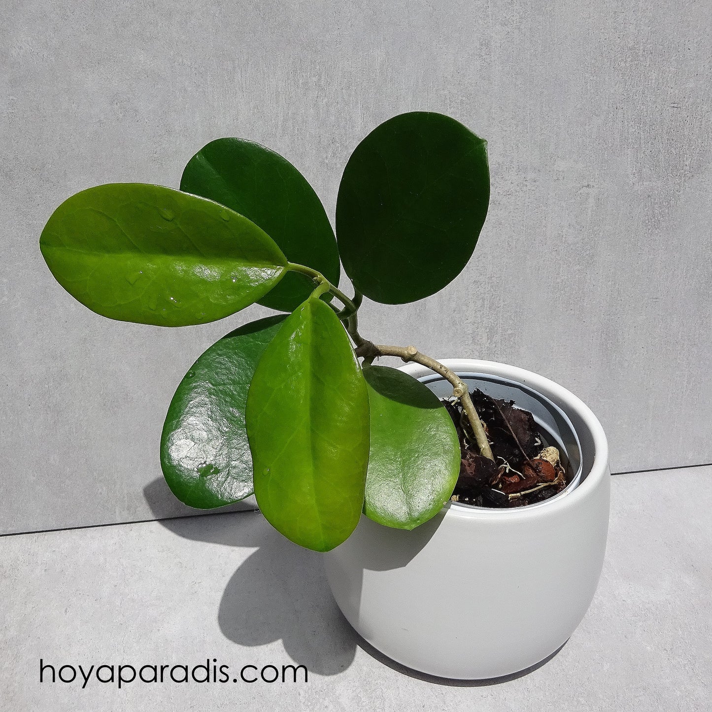 Bouture Hoya australis hoyaparadis.com Guadeloupe