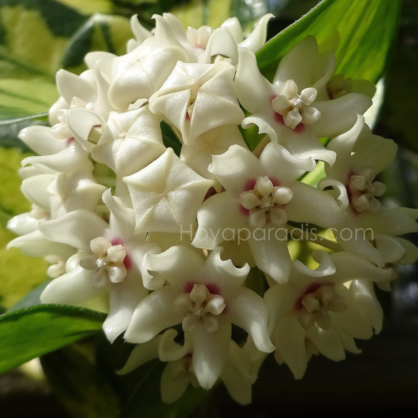 Fleur Hoya australis Lisa hoyaparadis.com Guadeloupe